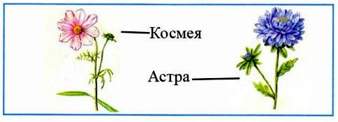 Цветы Клумбы Названия И Фото Окружающий Мир